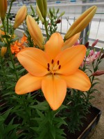 [4087 Flemington VZ No02.JPG]